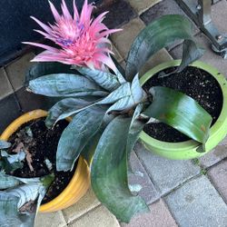 BROMELIAS