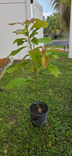 Avocado Plant