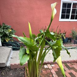 Big Calla lily Plant