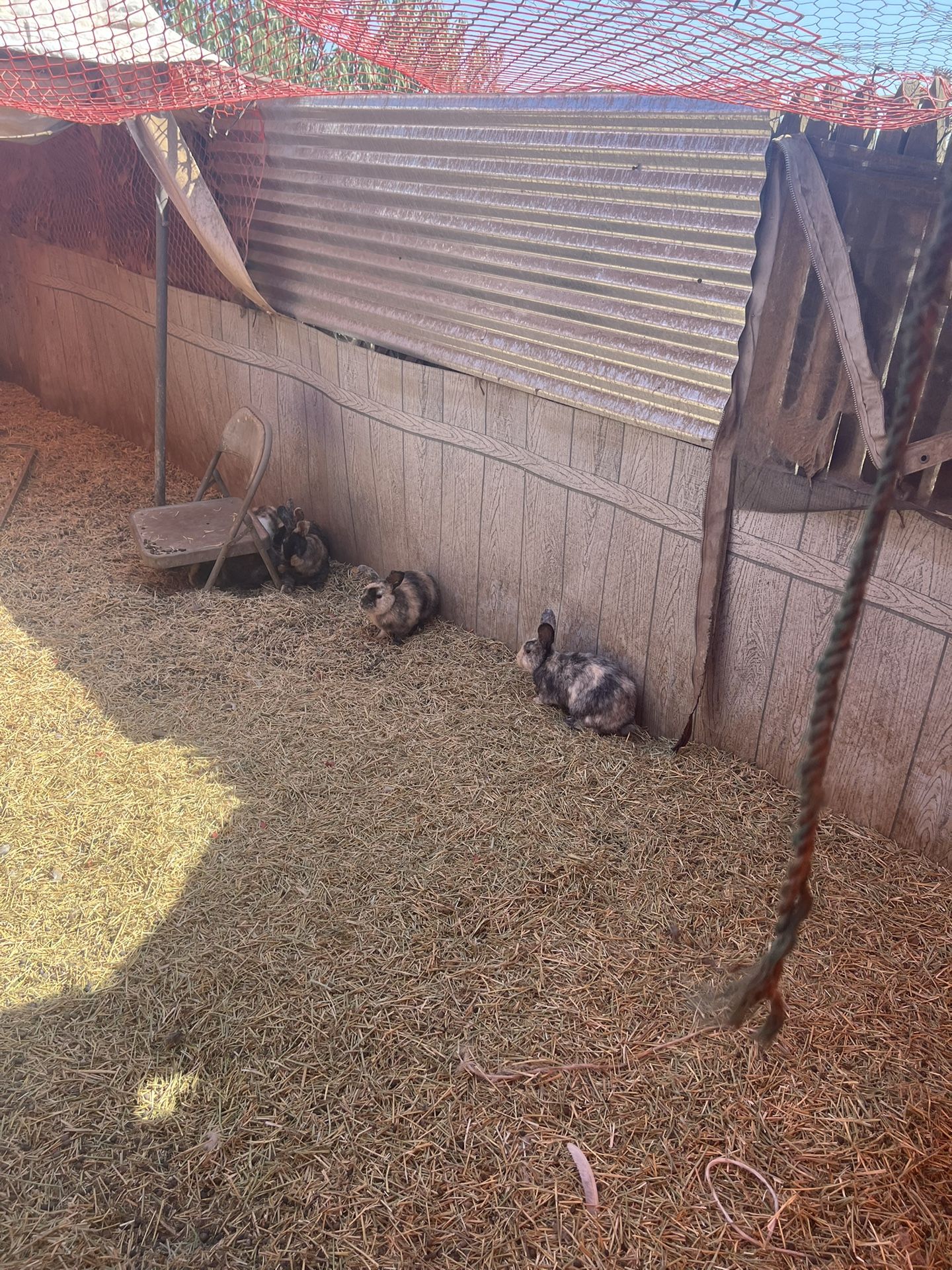 Rabbit Cages- Rabbits