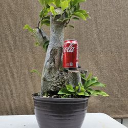 Old Lily Magnolia Bonsai Tree for Sale in Midway City, CA - OfferUp
