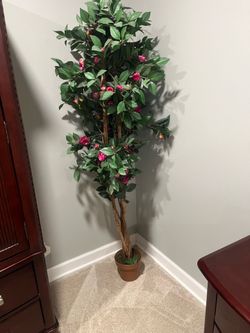 Floor Plants - $15-$35 (see description )