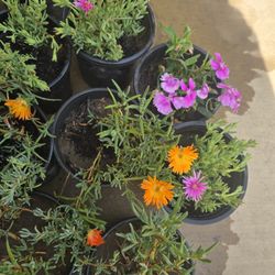 Plants For Sale 1 Gallon Pot. 