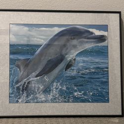 Framed Dolphin Frame 25”x21”