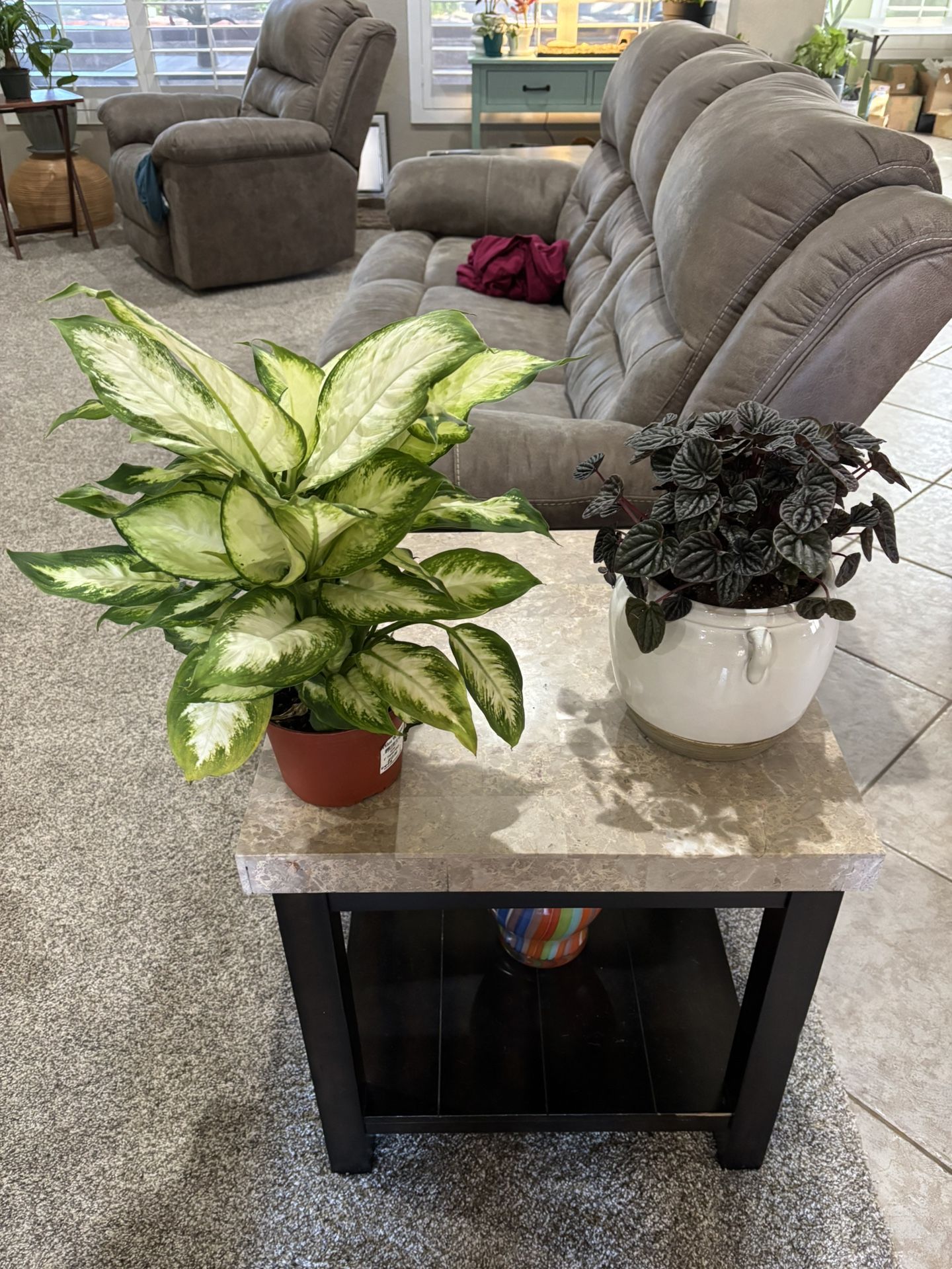 NEW ARRIVALS Healthy Plants Different Varieties