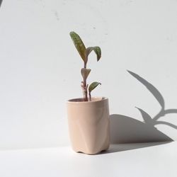 Rare Leopard peace Lily Plant/ House Plant/ Indoor Plant Flower Patio Garden