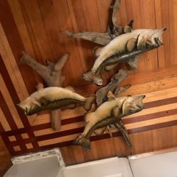 Taxidermy Bass Fish!! $50 Each!!