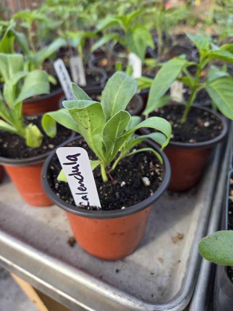 Calendula Plants