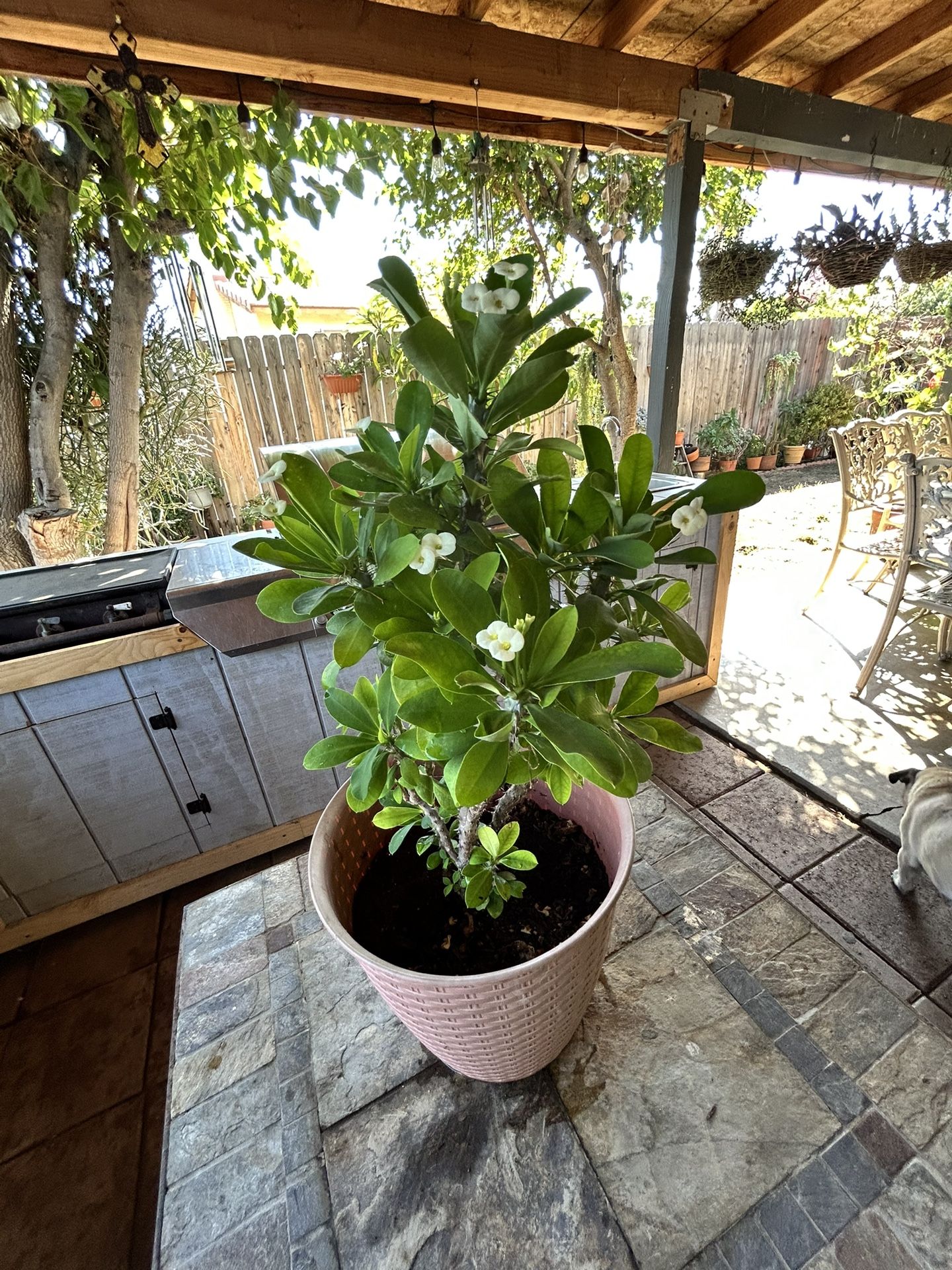 Planta Corona De Cristo