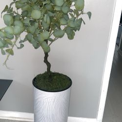 Three Plants 3ft 4ft & 5ft