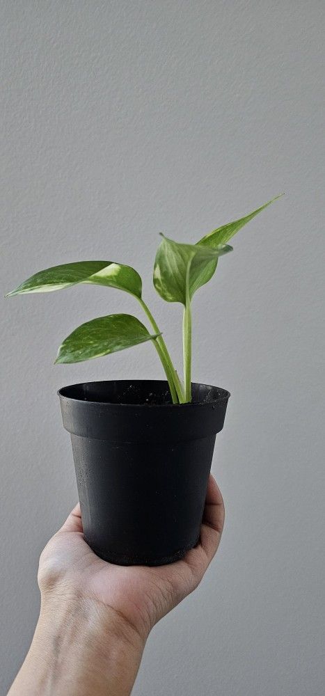 Variegated Golden Pothos Devil's Ivy