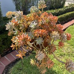 Real Live Healthy Ghost Plant, Graptopetalum paraguayense Succulent Terracotta Planter Pot Stand 