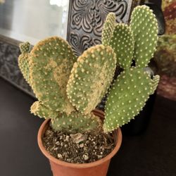 Fully ESTABLISHED ♥️ Cactus🙏PLS READ DESCRIPTION 