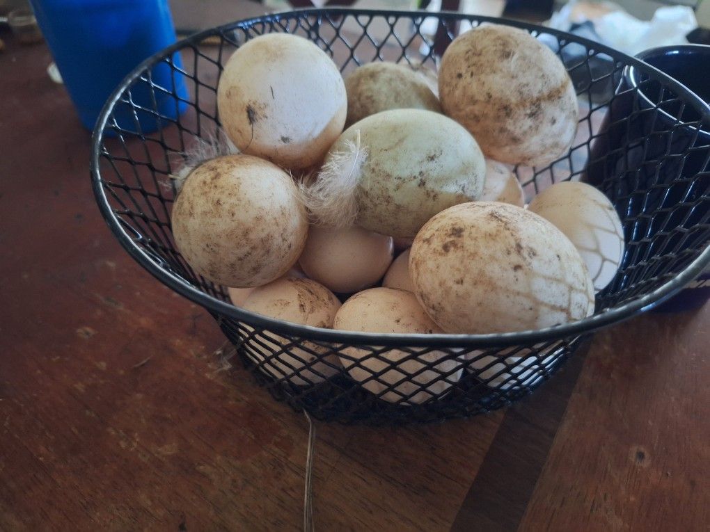 Duck Eggs $8/dozen Free Range