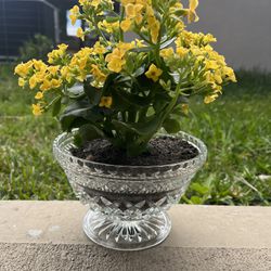 Real Yellow Succulent Crystal Vase