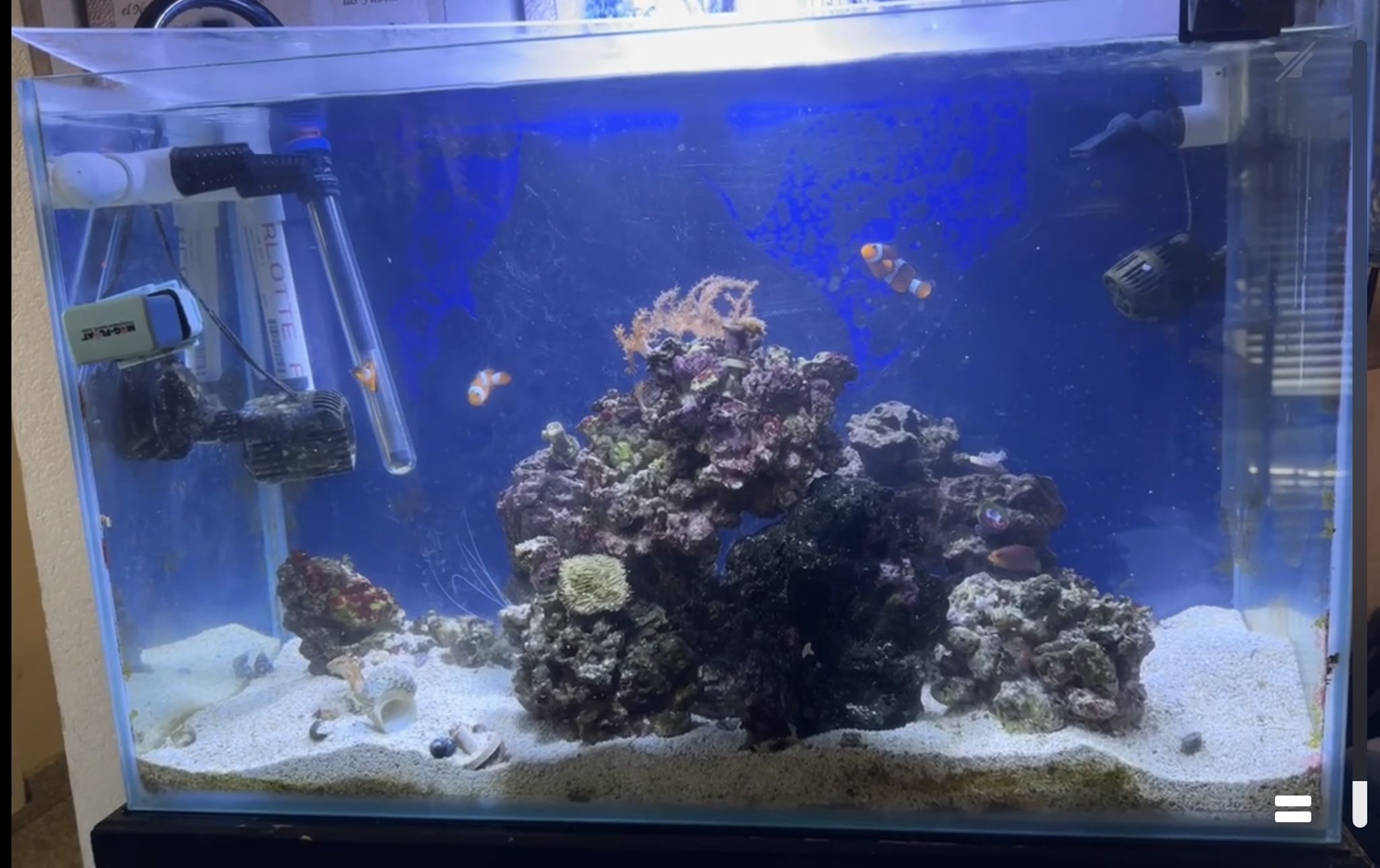 Salt Water Fish Tank