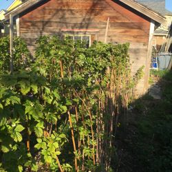  Heirloom Everbearing Raspberry Plants