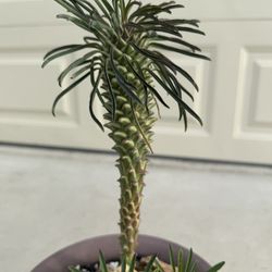 Euphorbia clandestina Succulent 
