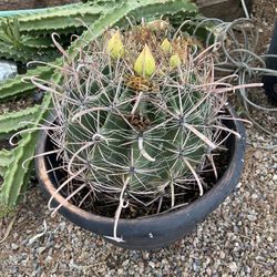 Barrel Cactus 
