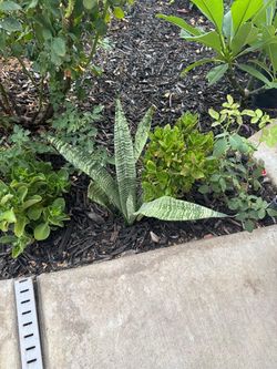 Lengua de suegra y snake plants