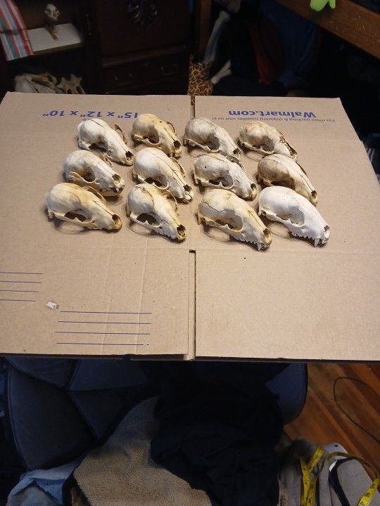 12 Large Raccoon Skulls
