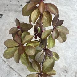 48” Tall African Milk Bush
