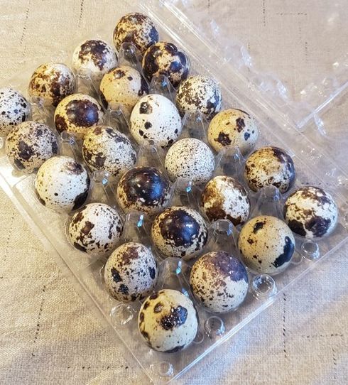 Fresh Quail eggs