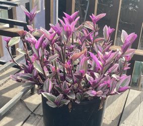 Large Pot Of Nanouk Plant