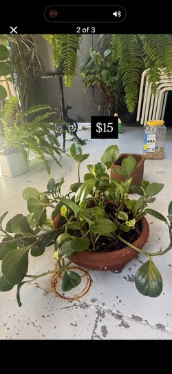 All Plants For Sale $10 Each