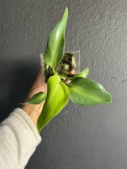 Philodendron Rugosum Aberrant Form