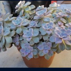 Grapropetalum Purple Delight Korean Succulent