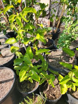 Passion Fruit, Maraculla Amarilla