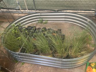 Hameln Dwarf Fountain Grass