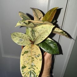 Ficus Shivereana Moonshine Plant