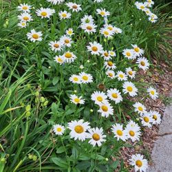 Daisies For Sale