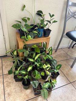 Small plants 5 each