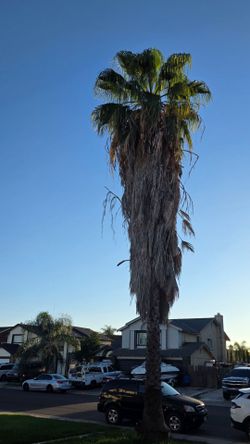 Palm Tree 🌴