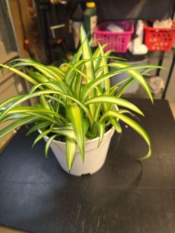 Spider plants in 5.5" white pot.  (Please read the description before requesting)