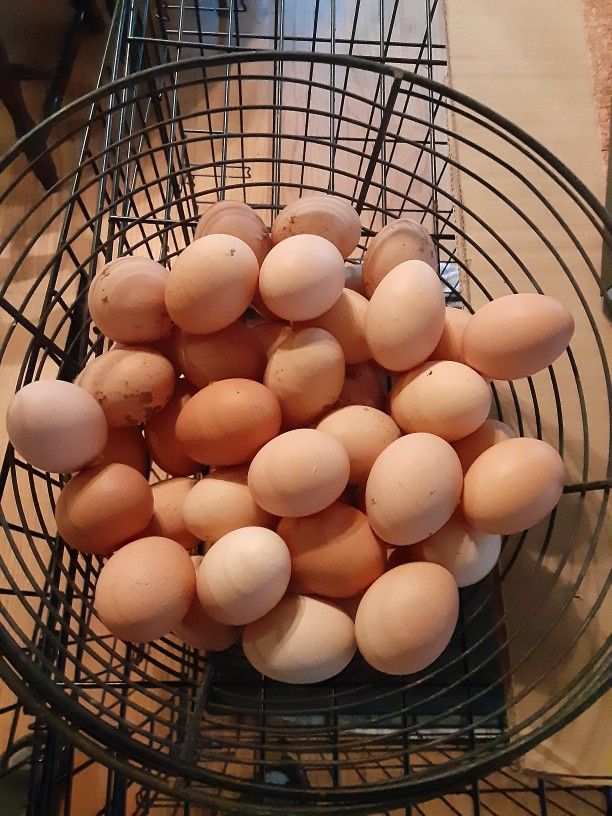 Pastured Eggs
