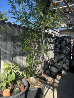 Pomegranate Tree For Sale