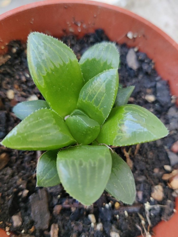 Live Plants Succulents 4" Pot Beautiful More Choices