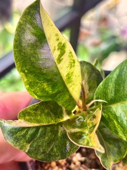 Variegated Ficus