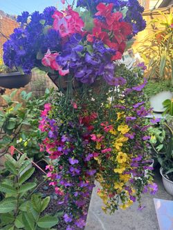 Patio flower