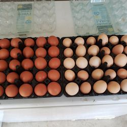 Fresh Eggs