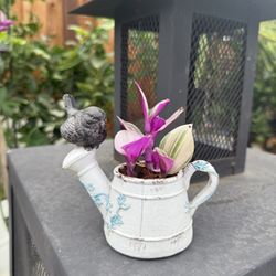 Tradescantia In Pot 
