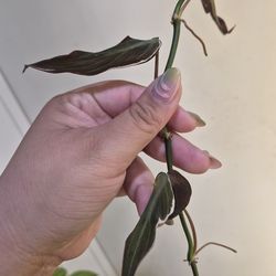 Philodendron micans halo