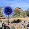 Desert Cactus
