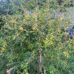 Arbor de Granada   con 15 a 18  frutas 