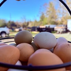 Farm fresh eggs