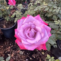 Roses Available!!